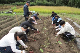 おいしいお芋を掘るぞー！