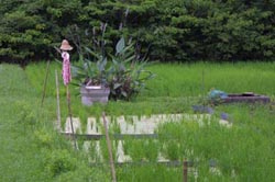 自然観察実習園　実習園散策２