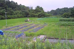 自然観察実習園　実習園散策４