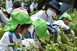 芋掘りの様子