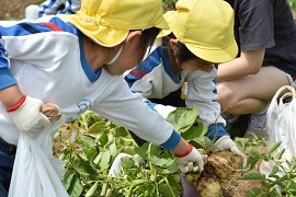 芋掘りの様子