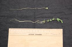 マメ科植物ミヤコグサ
