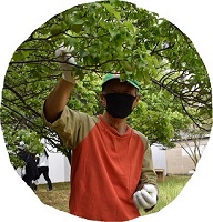 梅を収穫する野田学長