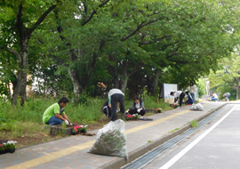 桜並木の根元にニチニチソウを植栽