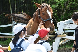 優しく馬に触れてみよう！