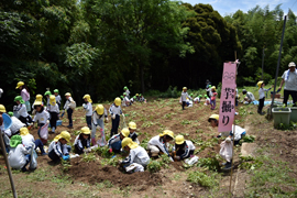 自然観察実習園でのじゃがいも掘りの様子