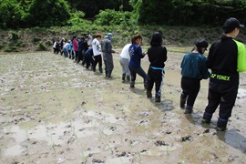 苗がきれいに並んでいます。