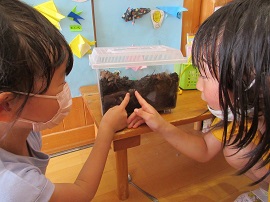 カブトムシの幼虫を指さす園児たち