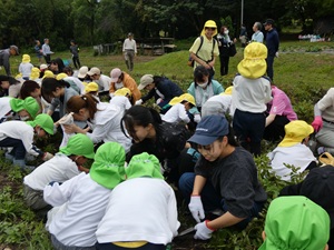 みんなで張り切って芋掘りスタート！