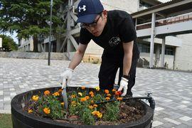 AUEスクエアにマリーゴールドを植栽