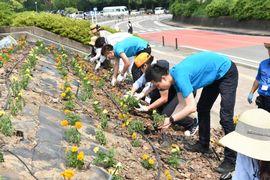 講堂前にマリーゴールドを植栽