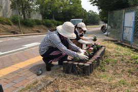 坂道にニチニチソウを植栽