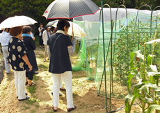 畑では取れたてトマトの試食も