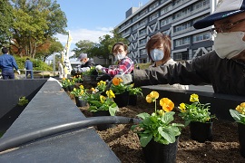 第二福利施設にビオラ植栽