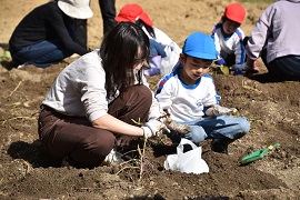 学生と力を合わせて芋を掘りました