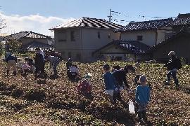 芋掘りをする様子