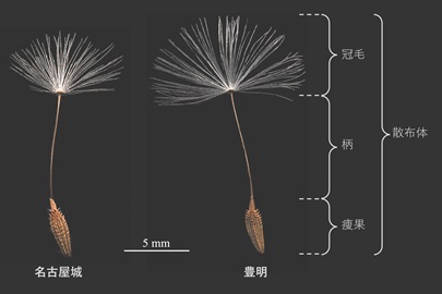 都市部と郊外の冠毛の違い