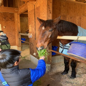 馬が牧草食べたよ！