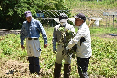 ジャガイモの見本を見せる作業員