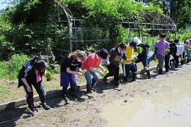 恐る恐る田んぼに入る学生