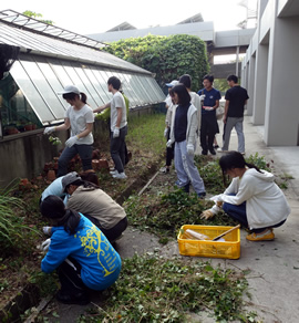 草抜きをする教員・学生たち