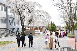 しだれ桜と卒業生