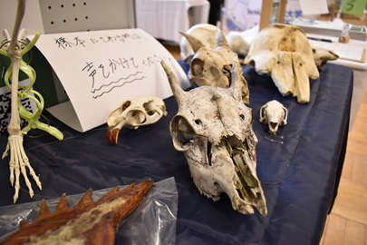 展示の様子