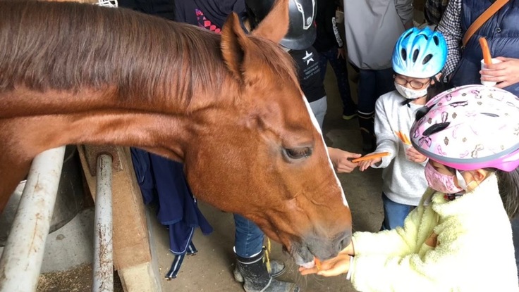 馬（サラブレッド）とのふれあい体験会