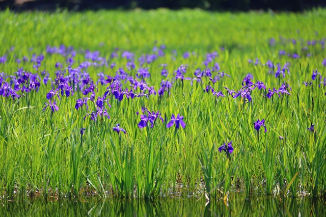 小堤西池のカキツバタ